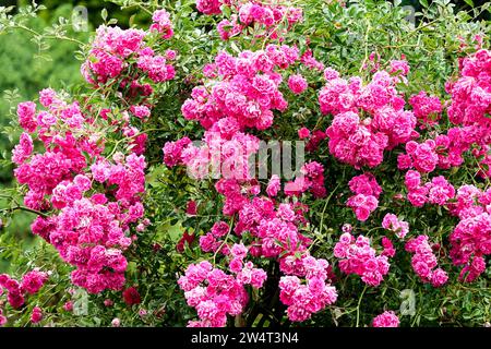 Rosen Blumen Rosa Rose Sträucher Rose blühender Garten, Sträucher Rosen Rambler Rose Sommer blüht Rosengarten, blühende Sträucher Rambler Rosa Blume Sträucher blühend Stockfoto