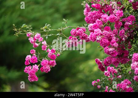 Hell, Rosa, Rose, duftender Garten duftende Rosen im Garten, grüner Hintergrund Stockfoto