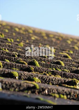 Nahaufnahme von Moos, das auf einem gekachelten Hausdach wächst Stockfoto
