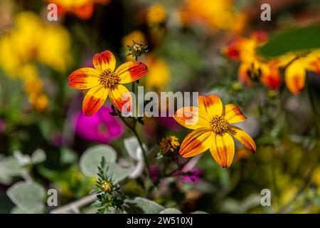 Hübsche Bidens Blumen in der Sommersonne Stockfoto