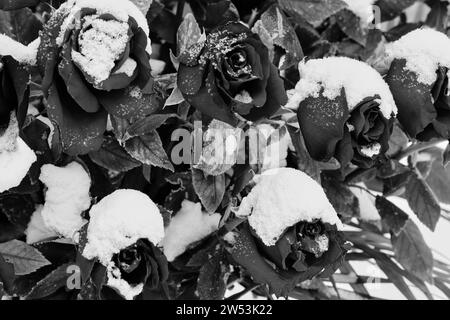 Auf dem Schwarzweiß-Foto sind Rosenknospen mit Schnee bedeckt Stockfoto