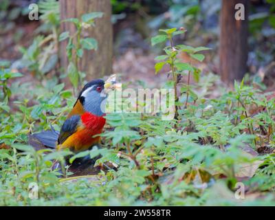 Tukan Barbet Semnornis ramphastinus Ecuador BI037386 Stockfoto