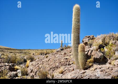 Leucostele Atacamensis Cactus auf Felsen unter blauem Himmel in der Nähe von Coqueza Canton, Bolivien. Stockfoto