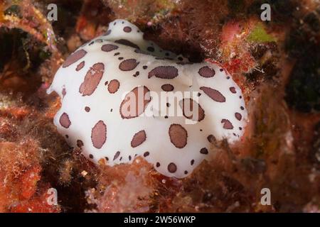 Leopardenschnecke (Discodoris atromaculata), Tauchplatz Meeresschutzgebiet Cap de Creus, Rosas, Costa Brava, Spanien, Mittelmeer Stockfoto