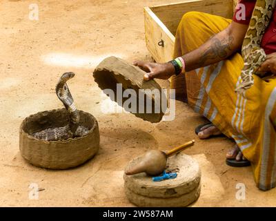 Schlangenbeschwörer mit Kobra im Korb und Schlange um den Hals, Sri Lanka Stockfoto