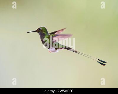 White Booted Racket Tail Hummingbird – im Flug Ocreatus underwoodii Ecuador BI037679 Stockfoto