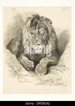 Nero, ein Löwe aus Senegal, aus der Tower Menagerie, geätzt von T. Landseer aus einer Zeichnung seines Bruders Edwin, undatiert Stockfoto