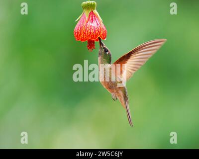 Fawn Breasted Brilliant Kolibri - im Flug bei Blume Heliodoxa rubinoides Ecuador BI037789 Stockfoto