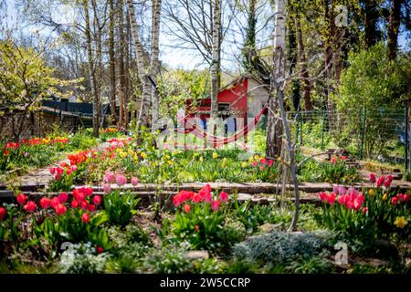 Tulpengarten, im Frühling in meinem eigenen Garten Stockfoto