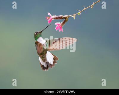 Inka Kolibri mit Kragen - Fütterung bei Flower Coeligena torquata Ecuador BI038027 Stockfoto