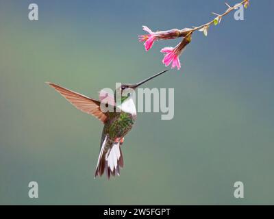 Inka Kolibri mit Kragen - Fütterung bei Flower Coeligena torquata Ecuador BI038032 Stockfoto