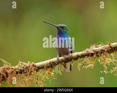 Grüner Hillstar Kolibri Urochroa leucura Ecuador BI038093 Stockfoto