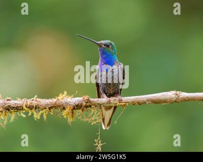 Grüner Hillstar Kolibri Urochroa leucura Ecuador BI038097 Stockfoto