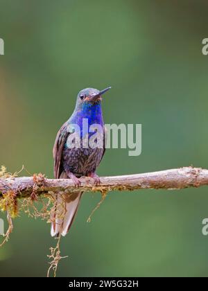Grüner Hillstar Kolibri Urochroa leucura Ecuador BI038100 Stockfoto