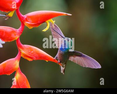 Grüner Hillstar Kolibri - auf Helikonia Lower Urochroa leucura Ecuador BI038110 Stockfoto