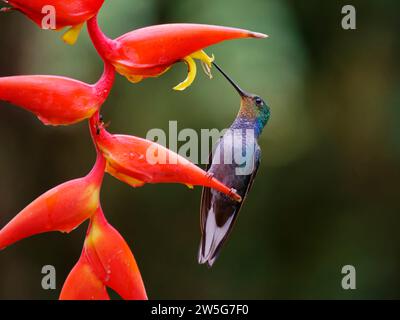 Grüner Hillstar Kolibri - auf Helikonia Lower Urochroa leucura Ecuador BI038111 Stockfoto