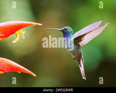 Grüner Hillstar Kolibri - auf Helikonia Lower Urochroa leucura Ecuador BI038119 Stockfoto