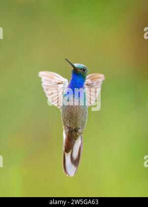 Grüner Hillstar Kolibri - im Flug Urochroa leucura Ecuador BI038128 Stockfoto