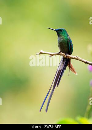 Sylph Aglaiocercus kingii Ecuador BI038202 Stockfoto