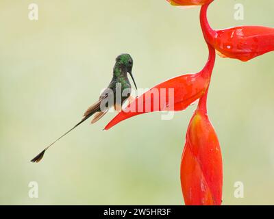 Peruanischer Schlägerschwanz - auf Helikonia Blume Ocreatus peruanus Ecuador BI038231 Stockfoto