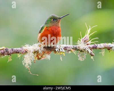 Coronet Boissonneaua matthewsii Ecuador BI038271 Stockfoto