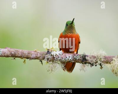 Coronet Boissonneaua matthewsii Ecuador BI038273 Stockfoto