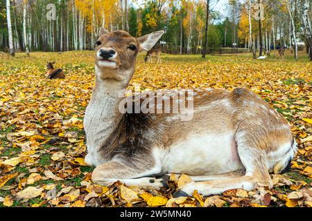 Geflecktes Hirsch liegt auf herbstlichen Blättern. Stockfoto