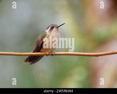 Gesprenkelter Kolibri Adelomyia melanogenys Ecuador BI038373 Stockfoto