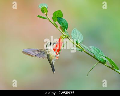 Gesprenkelter Kolibri - Fütterung von Blume Adelomyia melanogenys Ecuador BI038377 Stockfoto