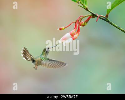 Gesprenkelter Kolibri - Fütterung von Blume Adelomyia melanogenys Ecuador BI038379 Stockfoto