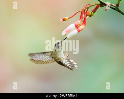 Gesprenkelter Kolibri - Fütterung von Blume Adelomyia melanogenys Ecuador BI038380 Stockfoto