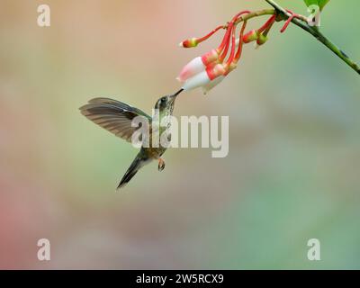 Gesprenkelter Kolibri - Fütterung von Blume Adelomyia melanogenys Ecuador BI038382 Stockfoto
