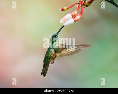 Gesprenkelter Kolibri - Fütterung von Blume Adelomyia melanogenys Ecuador BI038394 Stockfoto