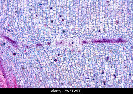 Interkalärer Meristel. Photomikrograph X50 mit einer Breite von 10 cm. Stockfoto