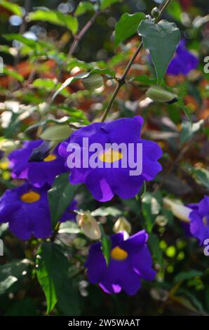 Die Blüten der Thunbergia erecta blühen im Garten, sie sind violette, trompetenförmige Blüten mit einem hellen Zentrum. Stockfoto