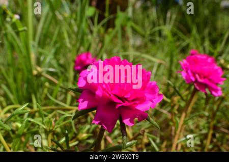 Nahaufnahme der Pflugblumen (Portulaca grandiflora) im Garten Stockfoto