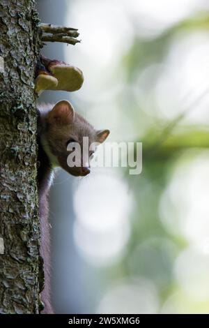 Buchenmarder (Martes foina), auch bekannt als Steinmarder, Hausmarder Stockfoto