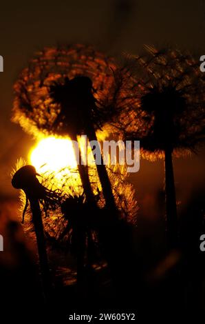 Zerbrechlicher Löwenzahn-Fruchtkopf im Abendlicht. Stockfoto