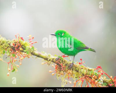 Glistening Green Tanager Chlorochrysa phoenicotis Ecuador BI038749 Stockfoto