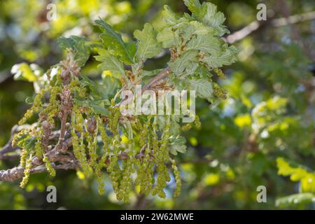 Flaumeiche, Flaum-Eiche, Blüten, Blütenkätzchen, Eiche, Quercus pubescens, Quercus lanuginosa, Flaumeneiche, pubertierende Eiche, italienische Eiche, Le Chêne pubesce Stockfoto