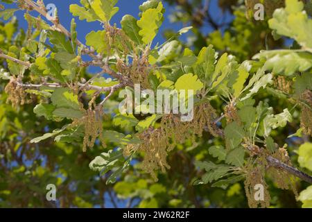 Flaumeiche, Flaum-Eiche, Blüten, Blütenkätzchen, Eiche, Quercus pubescens, Quercus lanuginosa, Flaumeneiche, pubertierende Eiche, italienische Eiche, Le Chêne pubesce Stockfoto