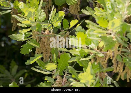 Flaumeiche, Flaum-Eiche, Blüten, Blütenkätzchen, Eiche, Quercus pubescens, Quercus lanuginosa, Flaumeneiche, pubertierende Eiche, italienische Eiche, Le Chêne pubesce Stockfoto