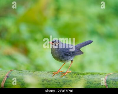 Slaty Backed Nightingale Thrush Catharus Fuscater Ecuador BI038925 Stockfoto