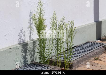 Kanadisches Berufkraut, Kanadisches Berufskraut, Katzenschweif, Weiße Dürrwurz, Conyza canadensis, Erigeron canadensis, Kanadischer Pferdegras, Kanadier f Stockfoto