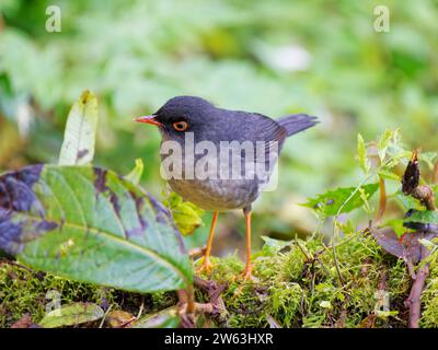 Slaty Backed Nightingale Thrush Catharus Fuscater Ecuador BI038929 Stockfoto