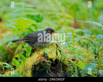 Slaty Backed Nightingale Thrush Catharus Fuscater Ecuador BI038934 Stockfoto