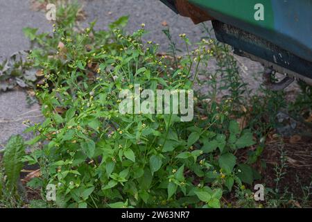 Kleinblütiges Knopfkraut, Kleinblütiges Franzosenkraut, Galinsoga parviflora, galanter Soldat, Quickweed, Kartoffelgras, Guasca, Mielcilla, Piojito, le Stockfoto