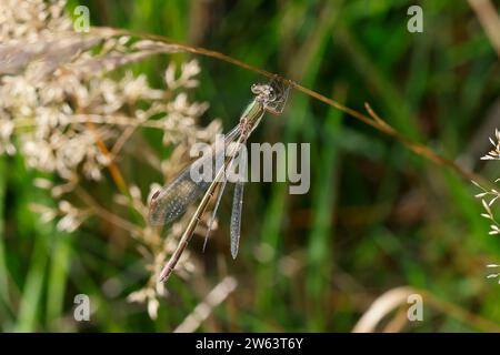 Kleine Binsenjungfer, Weibchen, Lestes virens, kleine Smaragd Damselfly, kleine Spreadwing, weiblich, le leste verdoyant, Binsenjungfer, Teichjungfern, Le Stockfoto