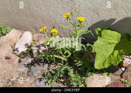 Gemüse-Gänsedistel, Kohl-Gänsedistel, Gewöhnliche Gänsedistel, Sonchus oleraceus, Saumdistel, gewöhnliche Saudistel, Saudistel, glatte Saudistel, annu Stockfoto