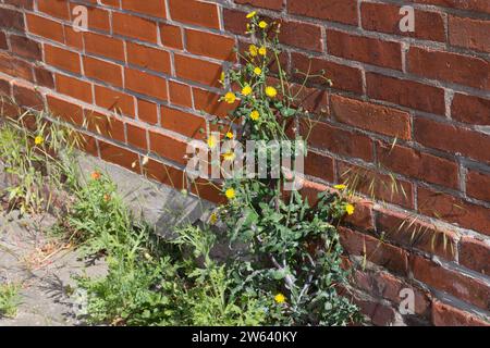 Gemüse-Gänsedistel, Kohl-Gänsedistel, Gewöhnliche Gänsedistel, Sonchus oleraceus, Saumdistel, gewöhnliche Saudistel, Saudistel, glatte Saudistel, annu Stockfoto